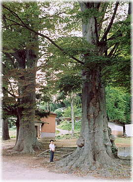 画像:川俣春日神社の大ケヤキ(幹と並ぶ)