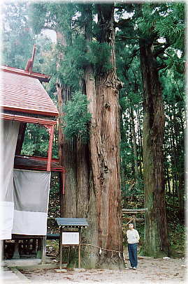 画像:諏訪神社の三本スギ(幹と並ぶ)