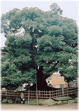 画像:亀城のシイ(幹と並ぶ)