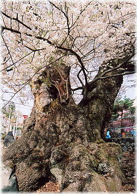 画像:北殿のエドヒガン
