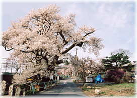 画像:北殿のエドヒガン(全景)