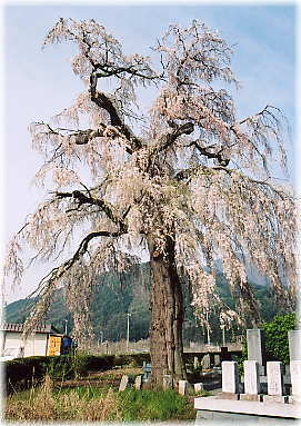 画像:北条のサクラ(墓地に立つ方)