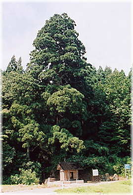 画像:小林不動杉(全景)