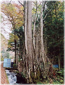 画像:小谷のカツラ(幹と並ぶ)