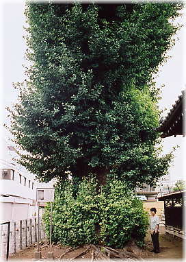 画像:八幡神社の大イチョウ(幹と並ぶ)