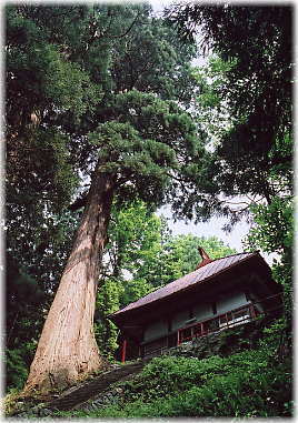 画像:諏訪神社のスギ
