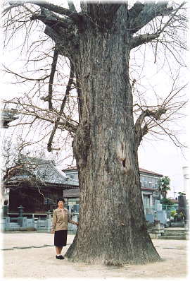 画像:光明寺のイチョウ(幹と並ぶ)