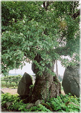 画像:庚申塚のヤマナシ