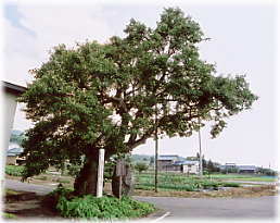 画像:庚申塚のヤマナシ(全景)