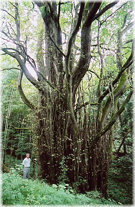 画像:久保の大桂(幹と並ぶ)