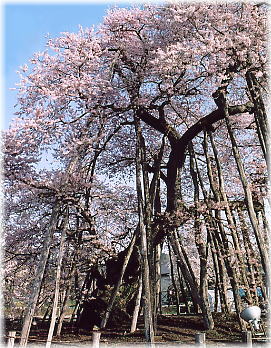 画像:伊佐沢の久保ザクラ