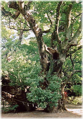 画像:雲立のクス_1