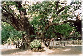 画像:雲立のクス_2