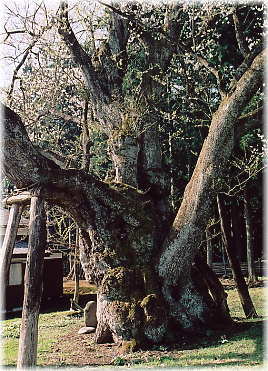 画像:草岡の大明神ザクラ