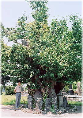 画像:葛法のイチョウ(幹と並ぶ)