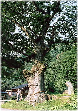 画像:槙代のケヤキ(幹と並ぶ)