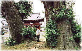 画像:真名板薬師堂の公孫樹(幹と並ぶ)