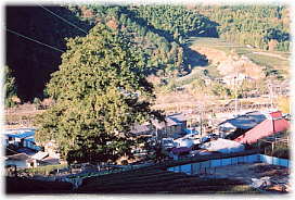 画像:万年寺のカヤ(全景)