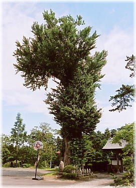 画像:満福寺のイチョウ(全景)