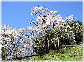 画像:祭田のサクラ(全景)