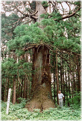 画像:水分神社の杉(幹と並ぶ)