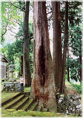 画像:南六呂師白山神社のスギ(幹と並ぶ)