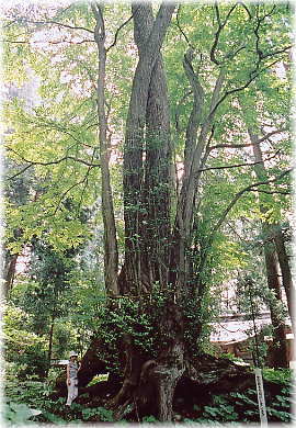画像:水無神社のカツラの木(幹と並ぶ)