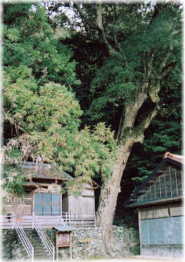 画像:米沢諏訪神社のイチイガシ