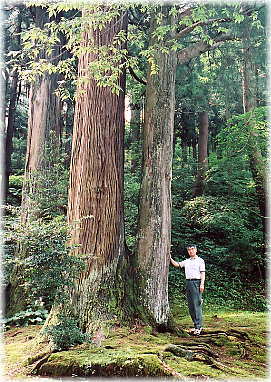 画像:蓑谷神明宮のスギ(幹と並ぶ)