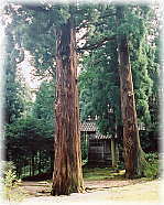 画像:蓑谷神明宮境内