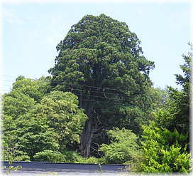画像:箕輪のスギ(全景)