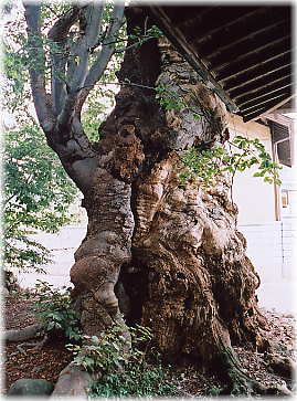 画像:三田八幡神社のケヤキ