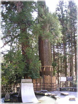 画像:水沢の観音杉