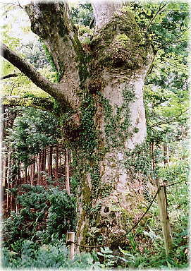 画像:石倉神社のケヤキ