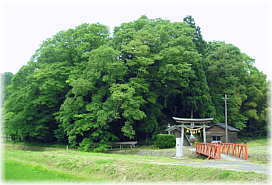 画像:石倉神社の社叢