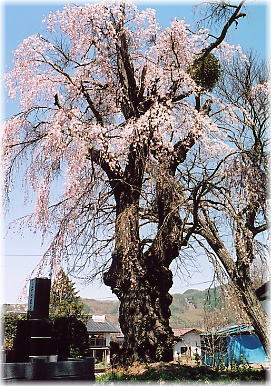 画像：向原の枝垂れ桜