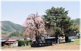 画像：向原の枝垂れ桜（全景）