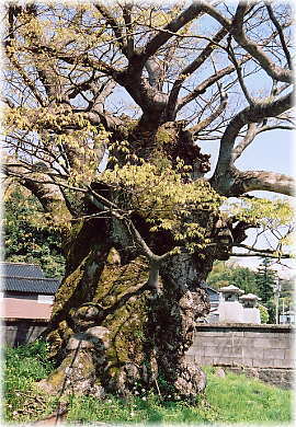 画像:室田の大ケヤキ