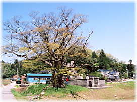 画像:室田の大ケヤキ(全景)