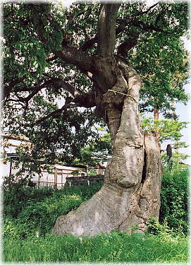 画像:長町裏のエゾエノキ