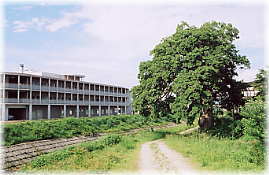 画像:長町裏のエゾエノキ(全景、堀立川側から)