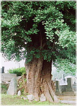画像:南陽寺のイチョウ