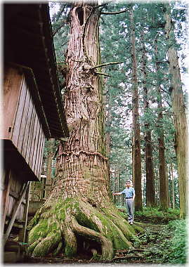 画像：七崎神社の大杉（幹と並ぶ）