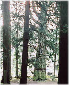 画像：七崎神社の大杉