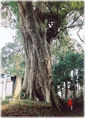 画像:香取神社のスダジイ(幹と並ぶ)