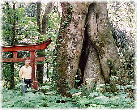 画像:諏訪社のケヤキ(幹と並ぶ)