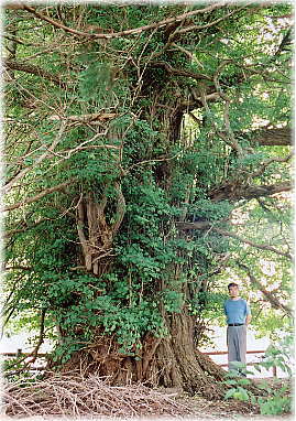 画像:新舘神社のイチョウ(幹と並ぶ)