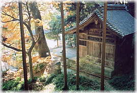 画像:若一王子神社のクスノキ_2