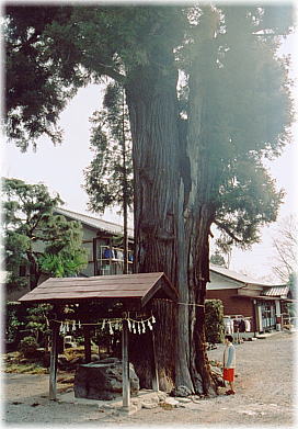 画像:落合白鬚神社のスギ(幹と並ぶ)