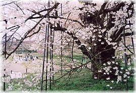 画像：お達磨の桜（堤防下のサクラ）